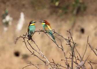 Pair of European Bee-eater (Merops apiaster) in natural habitat