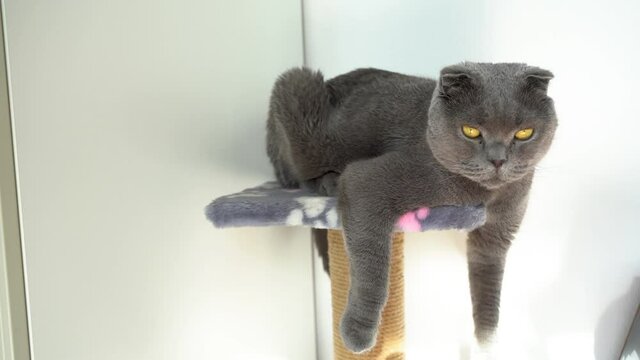 4k video. An adult gray cat of the Scottish Fold breed with yellow eyes sits funny with its paws hanging down and looks around.