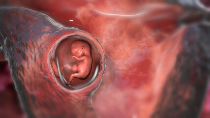 Human embryo in the uterus, scientifically accurate 3D illustration