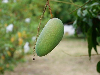 Fresh Green Mango hanging on tree