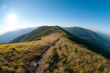 alpine pine in the landscapes of the mountains on a sunny day