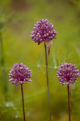 Flora of Gran Canaria -  Allium ampeloprasum, wild leek natural macro floral background