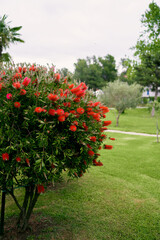 Beautiful manicured green callistemon bush with red flowers