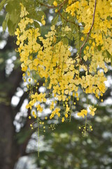 yellow maple 