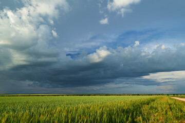Agricultural field for growing young wheat, barley, rye. Beautiful spring landscape with stormy sky