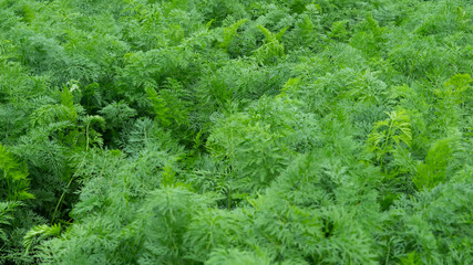 Fototapeta premium The light green leaves of carrots growing in a vegetable garden in the hills
