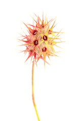 Flora of Gran Canaria - Trifolium stellatum, starry clover seedhead natural macro floral background