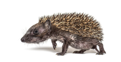 Side view of a baby European hedgehog walking on a white background