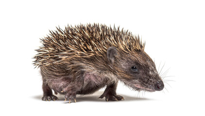 Young European hedgehog looking at the camera, isolated on white