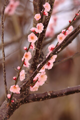 Natural Art of Colorful Flower with Plum Blossom