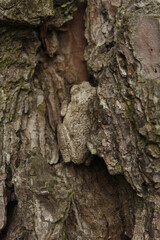 Gray Tree Frog Hyla chrysoscelis on pine tree in Eastern Texas Camoflauged