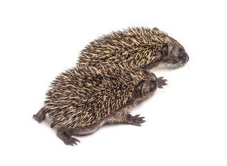 Two baby European hedgehog playing together