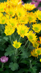 Beautiful yellow marigold flowers planted in pots