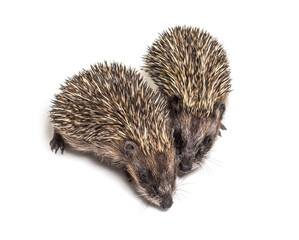 Two baby European hedgehog playing together