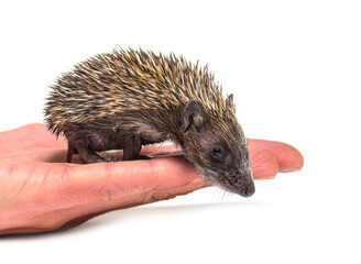 Young European hedgehog  on a human hand