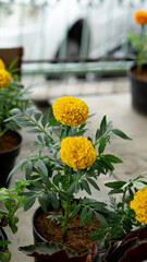 Beautiful yellow marigold flowers planted in pots