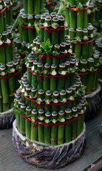 Green bonsai bamboo for ornamental plants