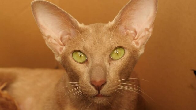 Oriental cat face sales