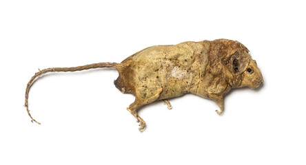 Dead rodent, Rat in state of decomposition, isolated. Pest animal