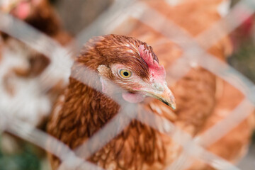A brown hen in a hen house behind a net with a red or pink comb stands and looks.