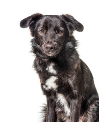 Head shot of Crossbreed dog, black and white, isolated