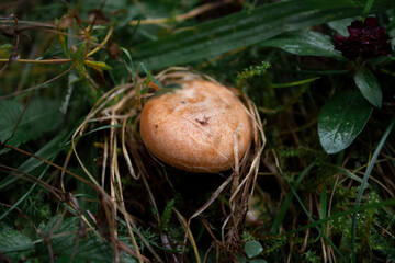 mushroom in the forest