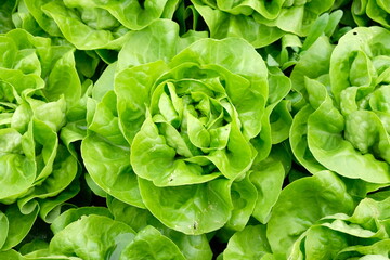 Fototapeta na wymiar FU 2020-04-28 StoFeld 57 im Beet wachsen große grüne Salatköpfe