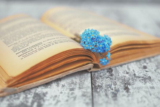 Some forget me nots in the pages of an open vintage gardening book, shallow depth of field image