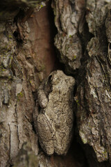 Gray Tree Frog Hyla chrysoscelis on pine tree in Eastern Texas Camoflauged