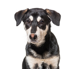 Head shot of Crossbreed dog, black and white, isolated