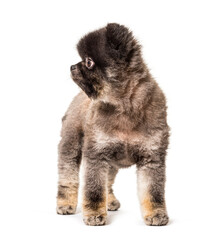 Obraz premium Brown and Black groomed spitz dog standing on a white background