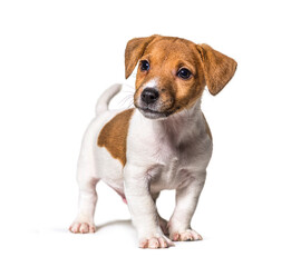Puppy Jack russel terrier dog, two months old, looking away, isolated on white - obrazy, fototapety, plakaty