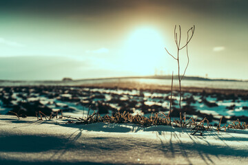 Alone only waiting. Sun melting the snow.