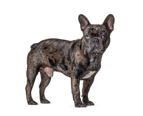 Brindle French bulldog blue eyed, standing, isolated on white