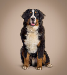 Young Bernese Mountain Dog on brown background sitting, wearing a collar
