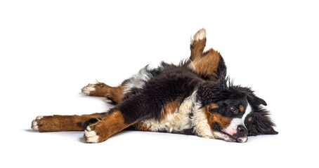 Crazy bernese monutain dog lying on its back, isolated