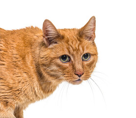 Close-up on a very old ginger cat with lentigo on noise and lips