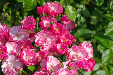 Blühende Buschrosen in einer Nahaufnahme