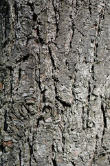 Eastern white pine