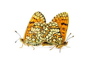 two Provençal fritillary butterflies mating, isolated on white