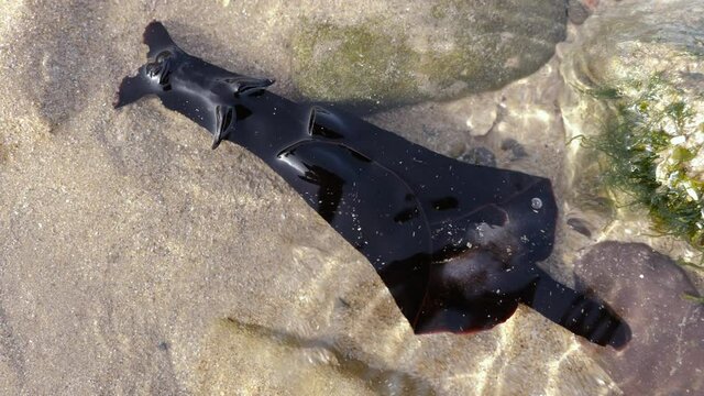 Closeup of a sea slug in water at the beach of Essaouira, Morocco. Animals in natural habitat. 