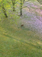 Red fox standing in a beautiful garden in town during springtime, Brussels
