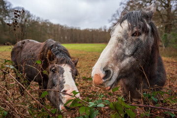 Fototapeta premium Horses in the fields