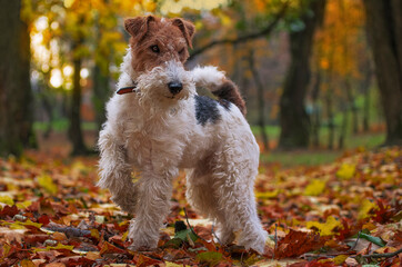 Wire Fox Terrier hunting dog. Puppy pet - obrazy, fototapety, plakaty