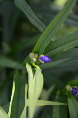 Obraz premium Spiderwort flower