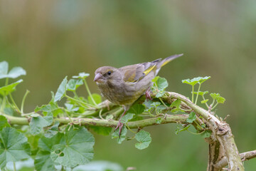 Obraz premium European Greenfinch Chloris chloris female bird on wild plant