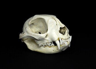 Isolated skull of a feline, a domestic cat, totally fleshless on a black background