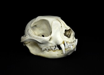 Naklejka premium Isolated skull of a feline, a domestic cat, totally fleshless on a black background