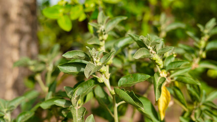 Ashwagandha green plants growing in garden. Withania somnifera Leaves. Indian ginseng, poison gooseberry, or winter cherry. Most powerful Medicinal herbs for healthcare.