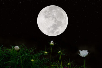 Fototapeta premium Full moon on sky with cosmos flowers silhouette at night.